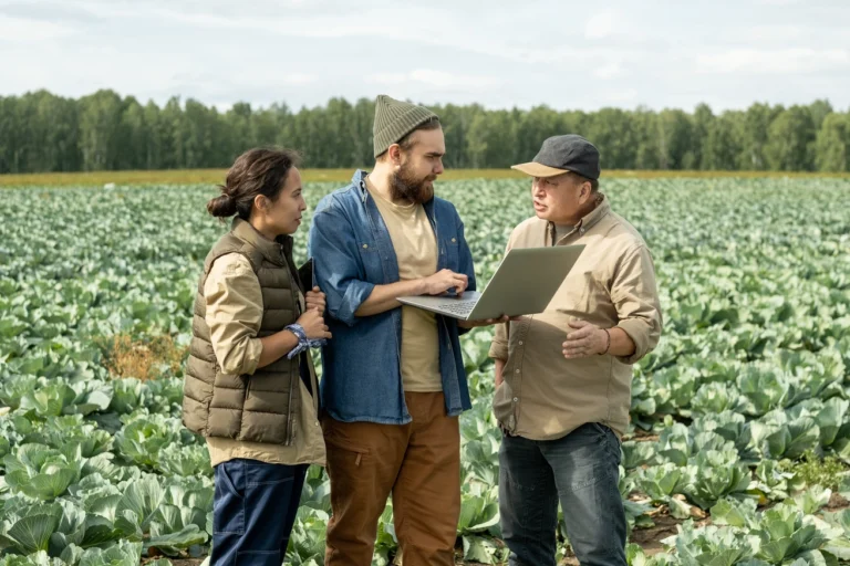 aeroengineers discussing cabbage harvest